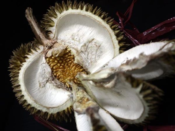 Aneh, Ada Durian di Dalam Durian