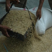 Pemerintah Klaim Operasi Pasar Turunkan Harga Beras Rp 300 per Kg