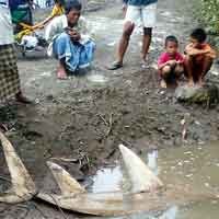 Hiu Pembunuh Nelayan Situbondo Laku Rp 7 Juta