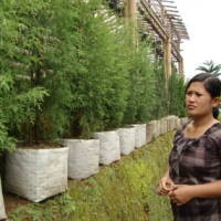 Penjualan Cemara Hidup untuk Pohon Natal Menurun