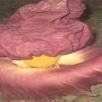 Bunga Bangkai Kagetkan Warga Tambak Dalam Indah