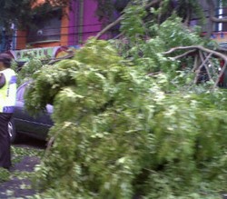 Bruuk! Pohon Angsana Tumbang Timpa Mobil di Jalan Dewi Sartika