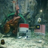 Gurita Gudel Pilih Indonesia Jadi Pemenang Leg 2 Final Piala AFF