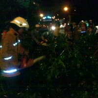 Timpa Innova, Pohon Tumbang di DI Pandjaitan Bikin Lalu Lintas Macet