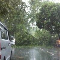 Pohon Tumbang di Jalan Cipaku dan Benhil