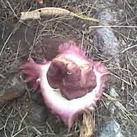 Bau Busuk Bunga Bangkai Kagetkan Warga Pasuruan