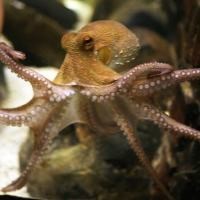 Gurita Sea World akan Ramal INA-MAL