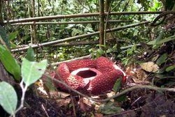 Wow! Rafflesia Jenis Baru Ditemukan di Samosir
