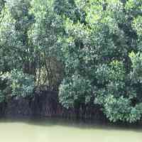 Tanaman Bakau Hijaukan Armatim 