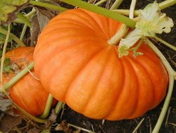 Labu Kuning Tangkal Kanker Payudara