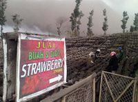 Abu Bromo Rusak Lahan Pertanian