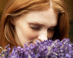 Lavender untuk Tidur yang Nyenyak