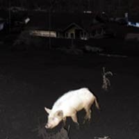 Puluhan Ternak Warga di Sekitar Gunung Bromo Mati