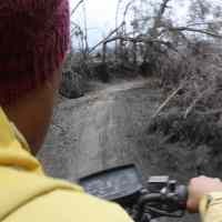 Jalur Utama ke Lautan Pasir Bromo Parah, Pohon Bertumbangan