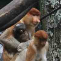 Bayi Bekantan Taman Safari Ramaikan Liburan Tahun Baru