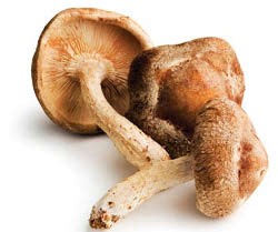 Apa Itu Jamur Shimeji?
