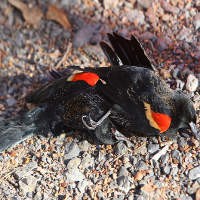 Kematian Ribuan Burung di Arkansas Akibat Ketakutan Akan Kembang Api