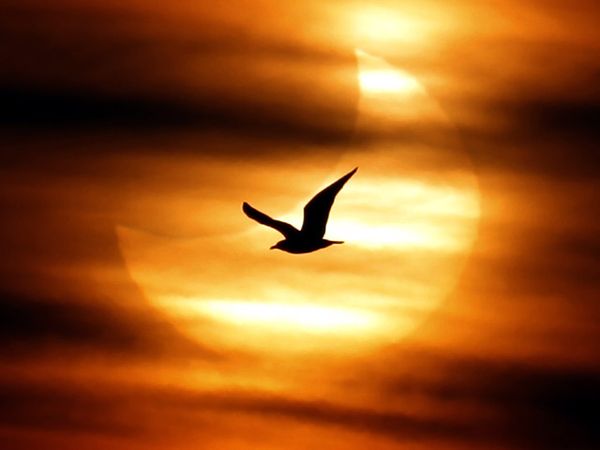 Gerhana Matahari di Awal Tahun