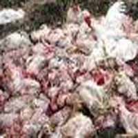 Puluhan Ayam di Surabaya Mati Positif Flu Burung