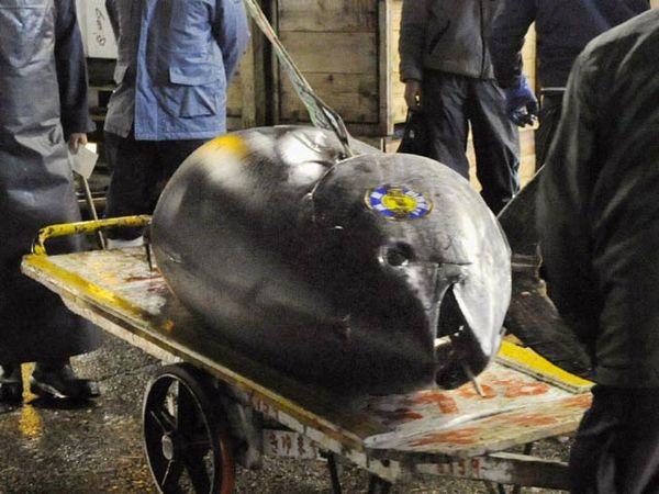 Tuna Termahal di Dunia