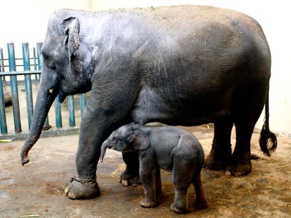 Kartini Lahirkan Gajah Jantan