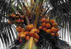 Cara Menurunkan Berat Badan dengan Minyak Kelapa