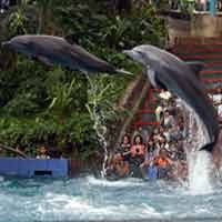 Menyaksikan Atraksi Lumba-lumba di Taman Safari Prigen