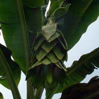Pemilik Pohon Pisang Berdarah Sempat Mimpi Sumurnya Meluap