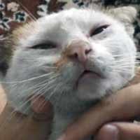 Aneh! Seekor Kucing di Jember Bisa Ngomong Mama