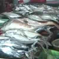 Nelayan Takut Melaut, Harga Ikan Melonjak