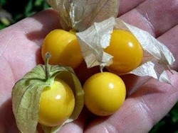 Ciplukan, Buah Mungil Cegah Kanker