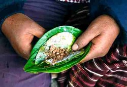 Kenapa Daun Sirih Bisa Menyembuhkan Mimisan?