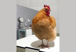 Ayam yang Kebal Flu Burung Berhasil Diciptakan