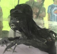 Heboh Makhluk Buncul di Cirebon