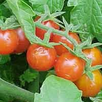 Harga Tomat Lebih Murah dari Sepotong Pisang Goreng