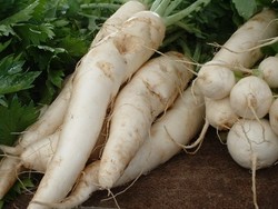Lobak Bagus Untuk Diet