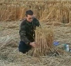 Sejak 1980 Ada 10 Ribu Crop Circle di Dunia, Dibuat di Malam Hari
