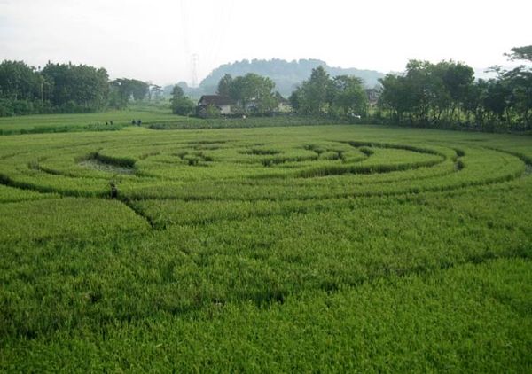 Misteriusnya Crop Circle di Sleman