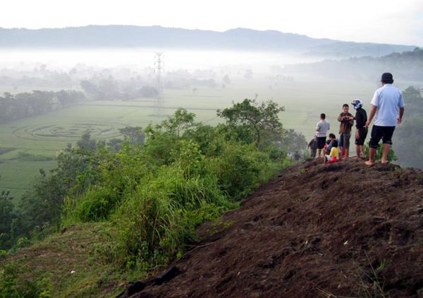 Crop Circle di Sleman Jadi Tontonan