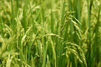 Kenapa Mau Jadi Petani, Tanam Padi Selalu Rugi