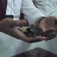 Penjualan Kura-kura Moncong Babi Untuk Imlek Digagalkan