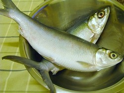 Ikan Bandeng Sumber Rezeki Warga Tionghoa.