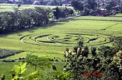   Polisi & LAPAN Olah TKP Crop Circle di Sleman Pukul 14.00 WIB