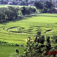 Hujan Petir, Pengunjung Crop Circle Sleman Bubar