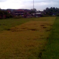 Crop Circle Muncul Lagi di Bantul