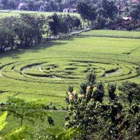 Kicauan Crop Circle Sleman di Twitter Bisa Memancing Turis
