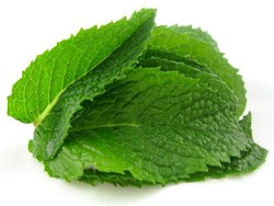 Daun Mentol Pereda Nyeri Perut