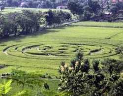 UGM Siap Ganti Rugi Jika Pembuat Crop Circle Benar Mahasiswanya