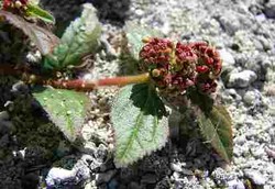 Getah Patikan Kebo Jadi Obat Kanker Kulit