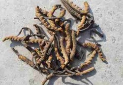 Bangkai Ulat Sutra Bisa Mengatasi Lemah Syahwat